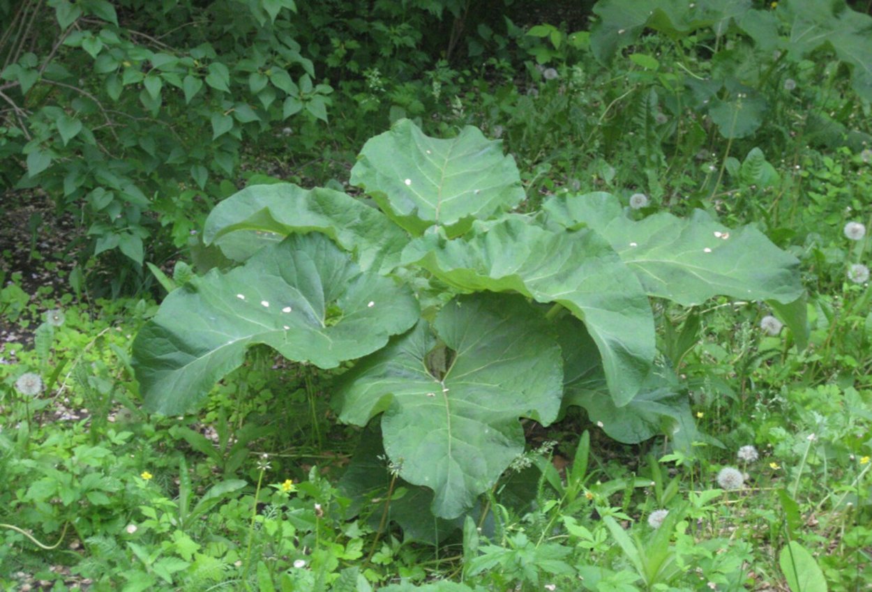 Petasites FRIGIDUS