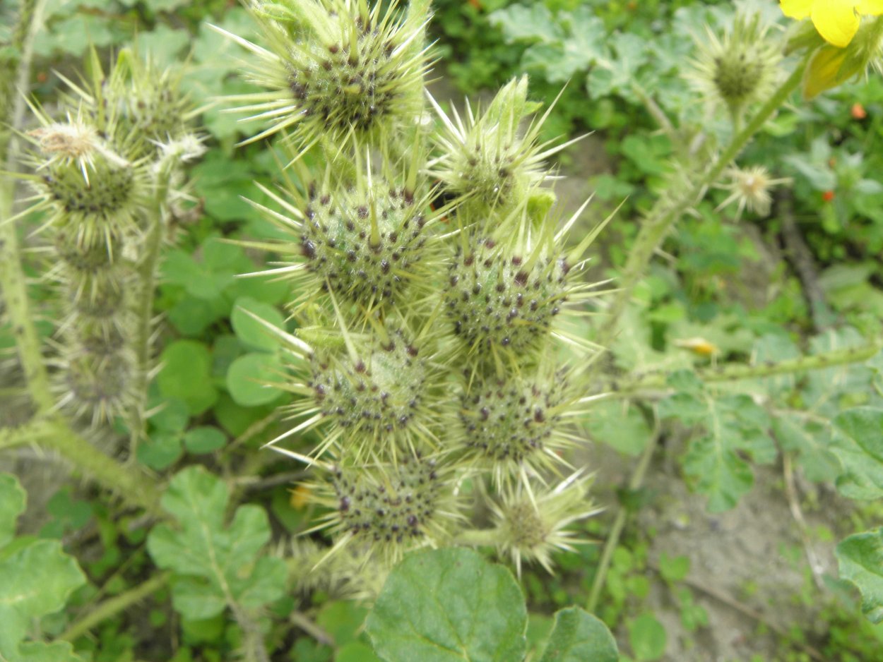 Паслен клювовидный