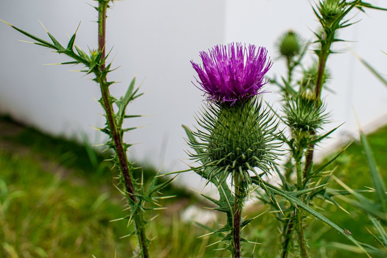 Чертополох Тёрмера