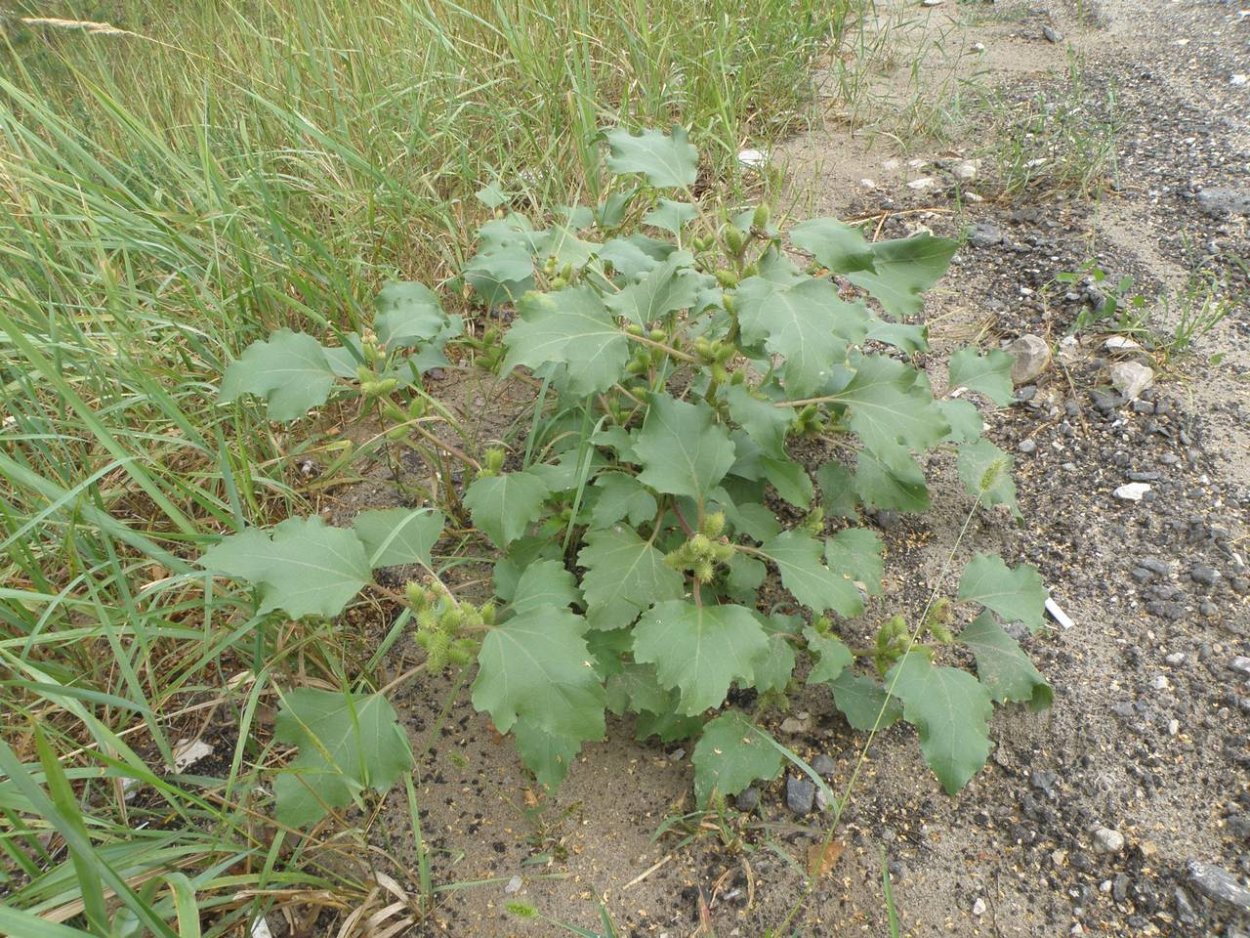 Дурнишник всходы