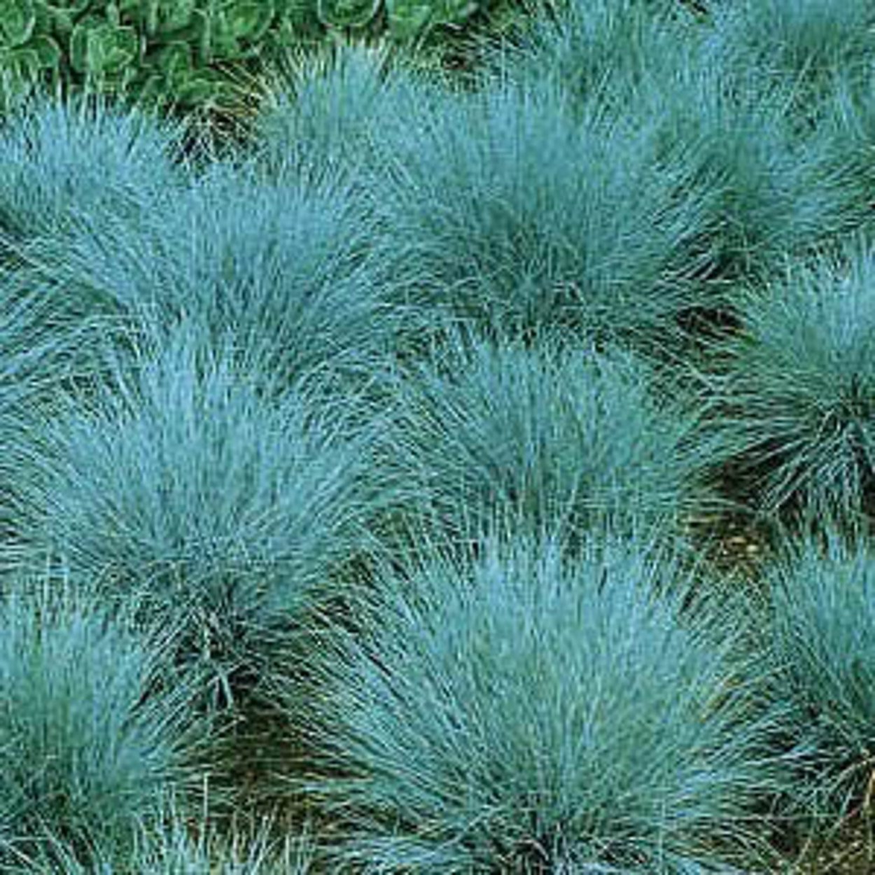 Булавоносец седоватый спайки Блю