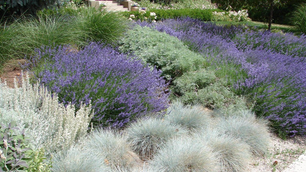 Шалфей овсяница сизая