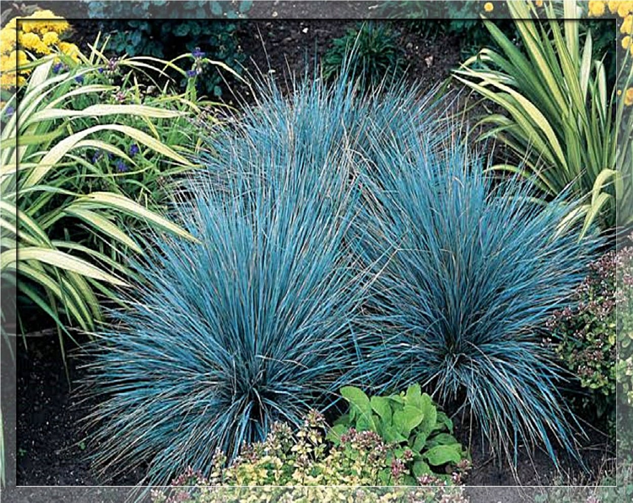 Овсяница сизая лазурит