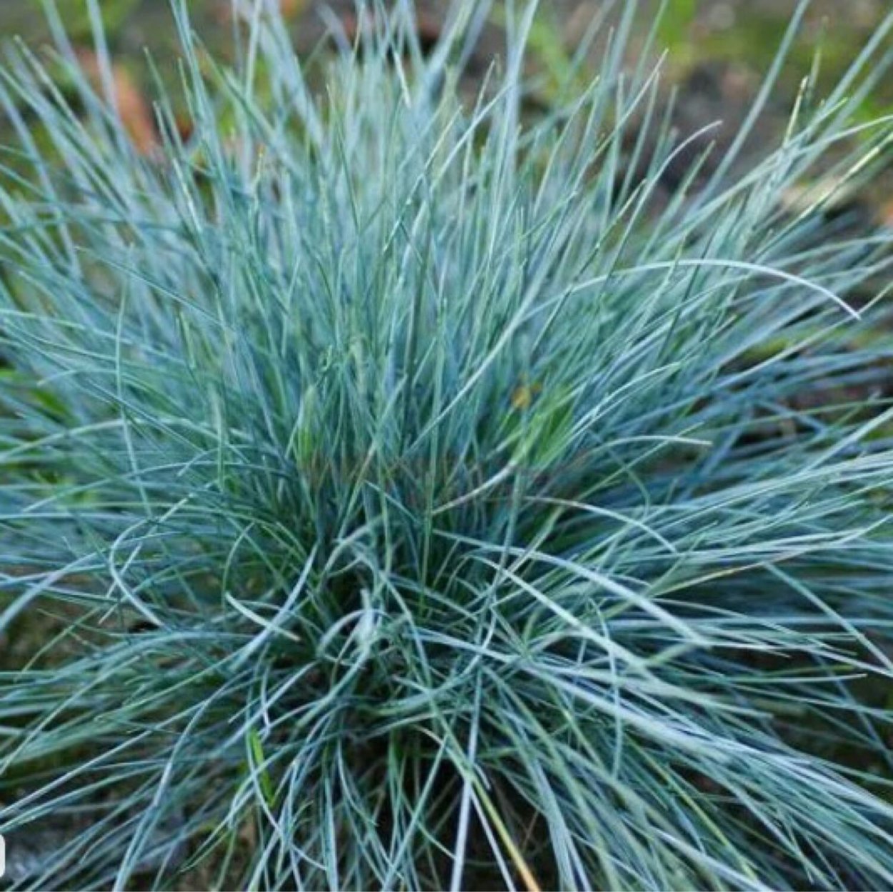 Овсяница саженец