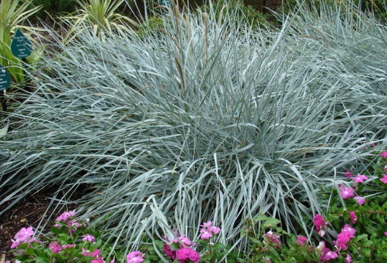 Колосняк песчаный (Leymus arenarius)