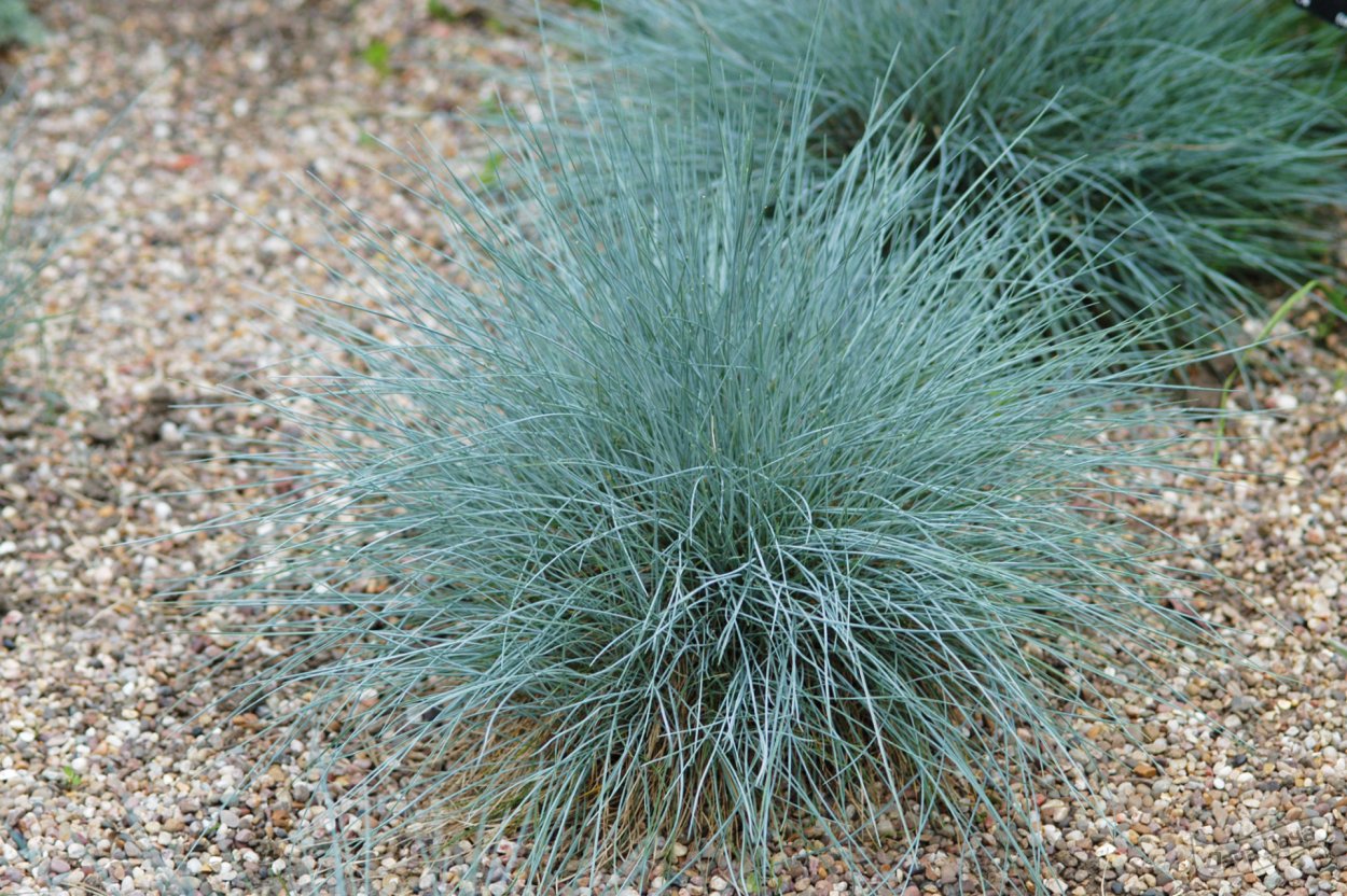 Festuca glauca Azurit