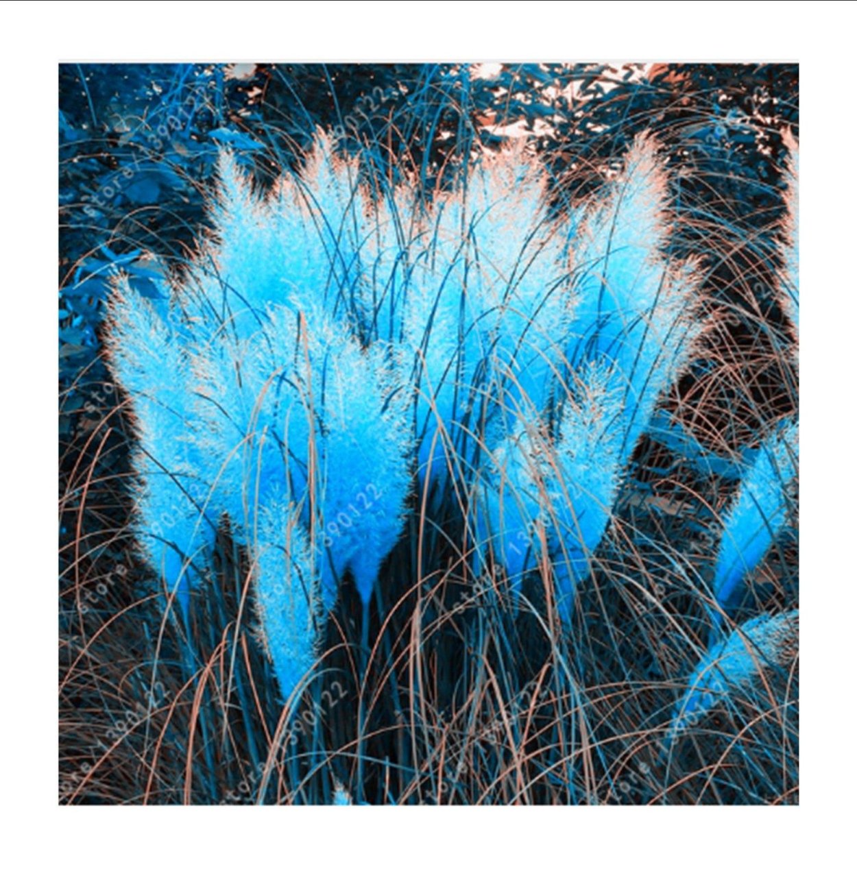 Кортадерия голубая