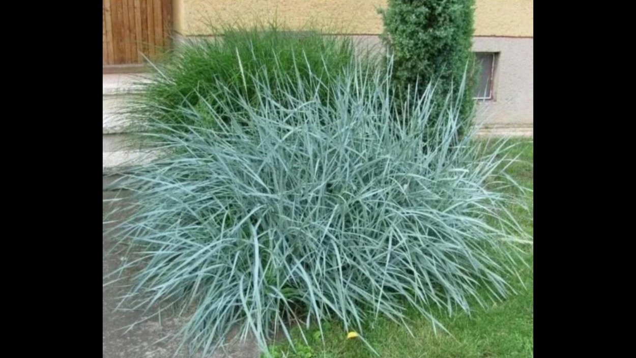 Элимус песчаный (Элимус голубой) –