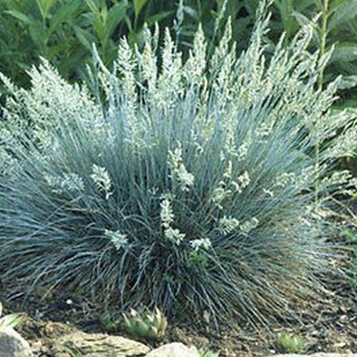 Овсяница Аметистовая