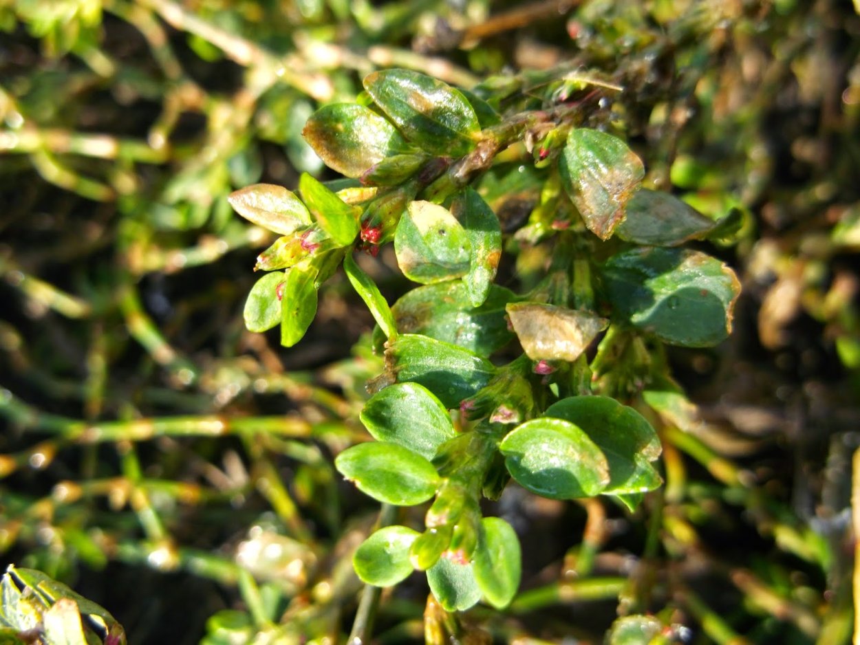 Горец птичий спорыш