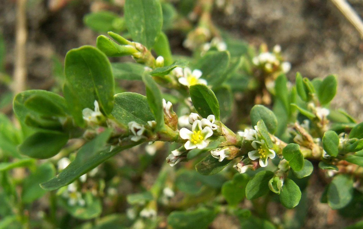 Горец птичий (спорыш) (Polygonum aviculare)