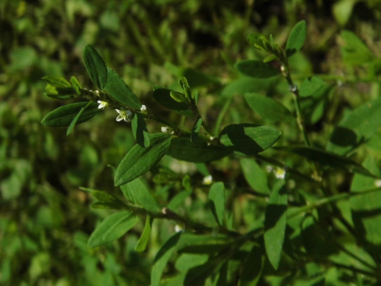 Трава мурава Горец птичий