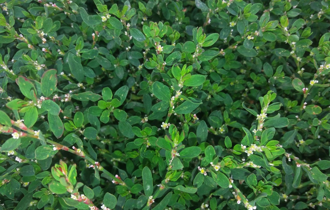 Горец птичий спорыш