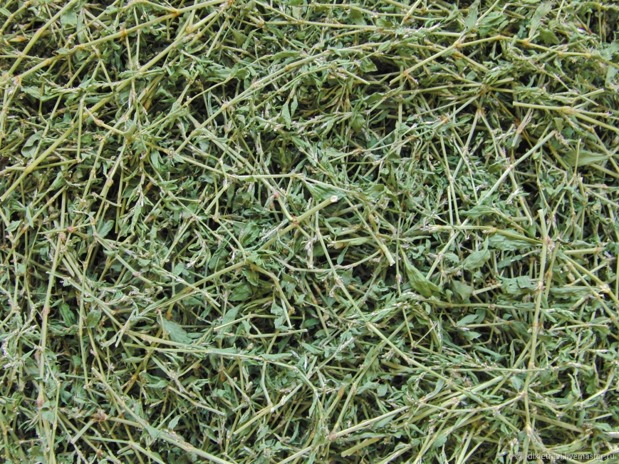 Сорняк спорыш