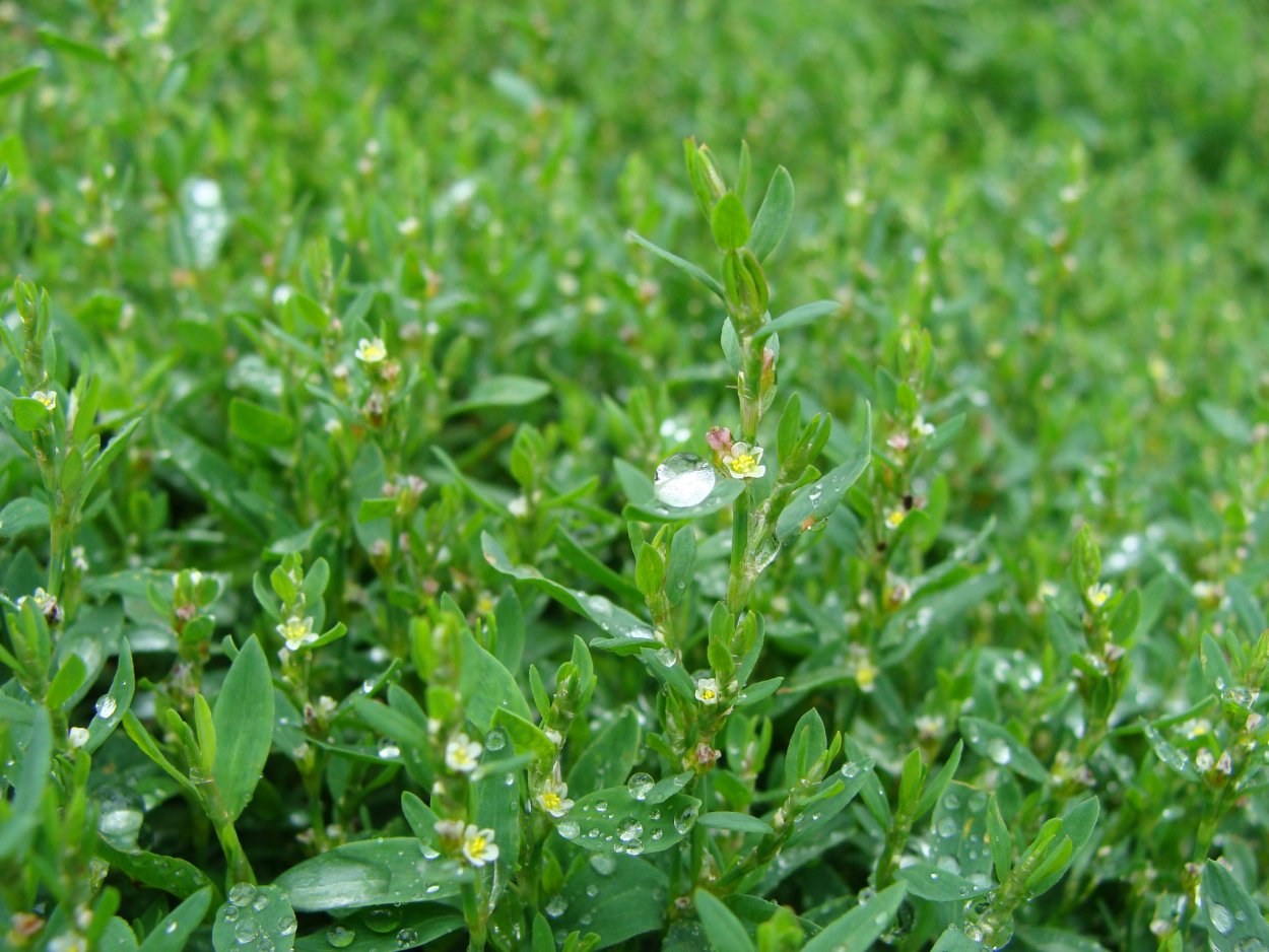 Спорыш (Горец) птичий — Polygonum aviculare l.