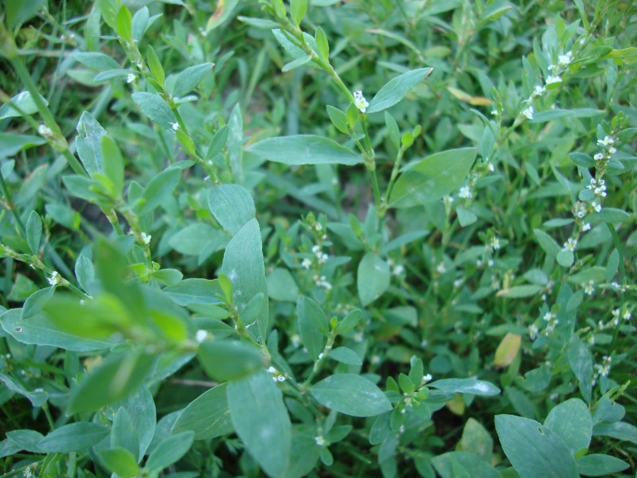 Горец птичий спорыш