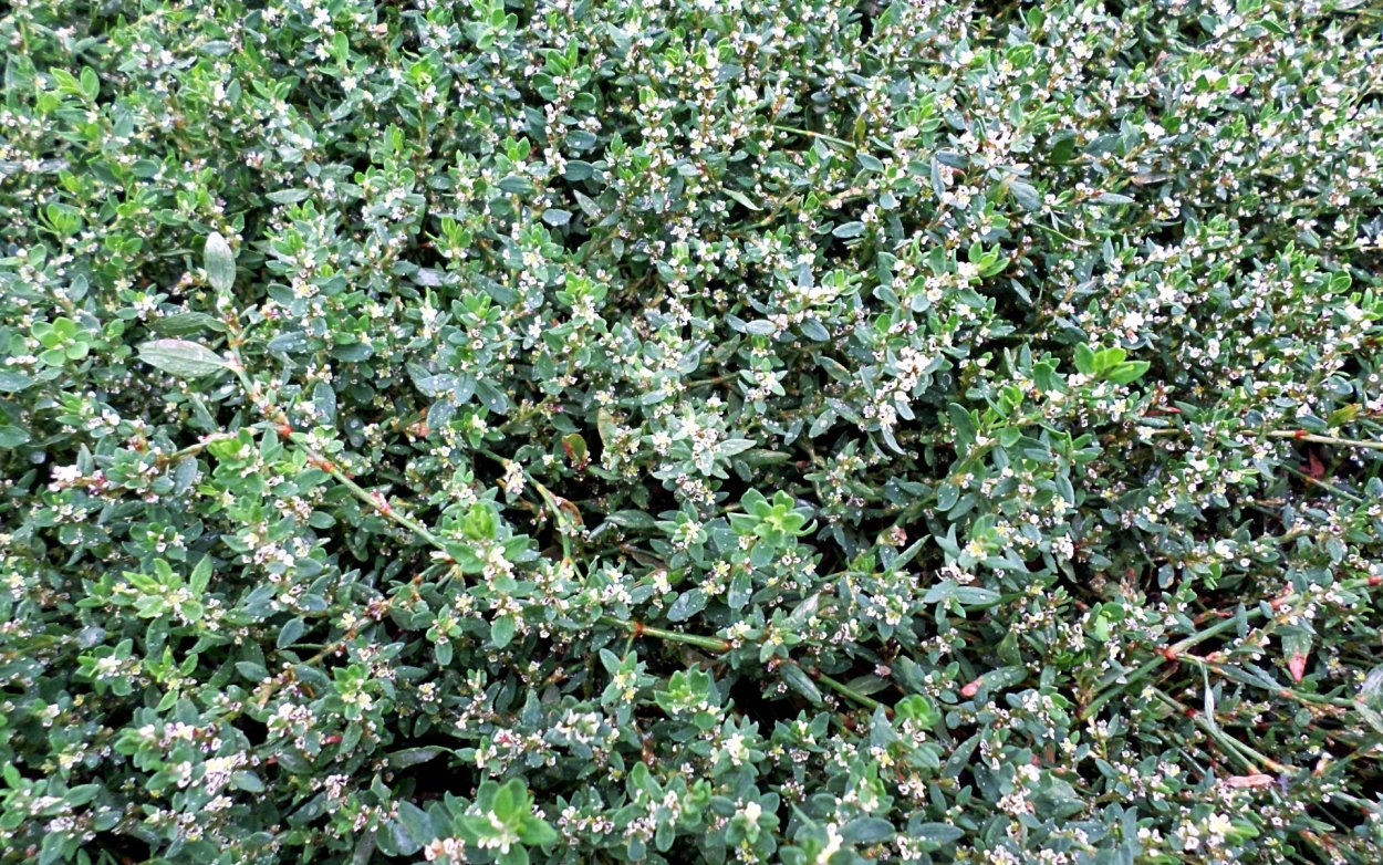 Polygonum aviculare