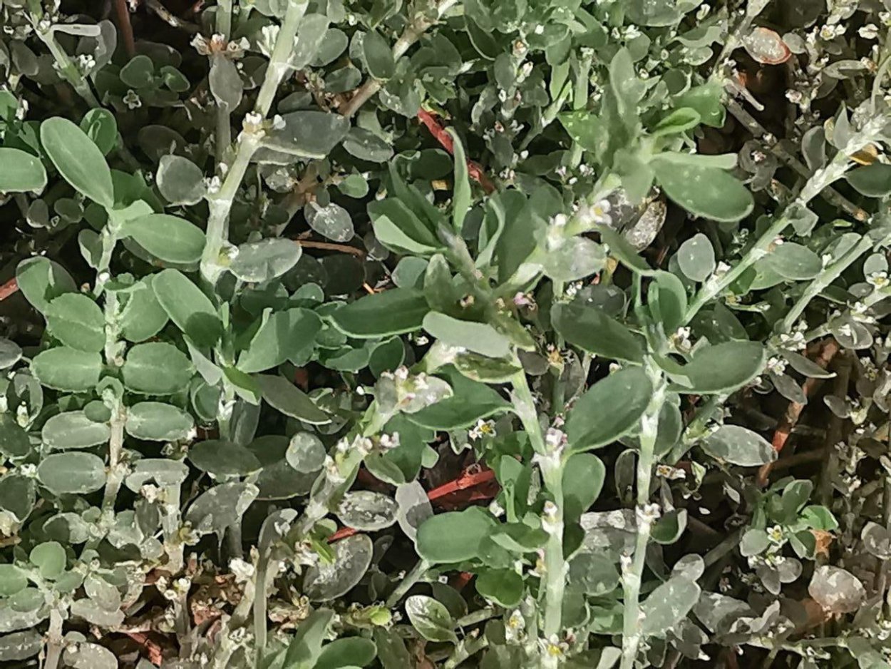 Птичий Горец мурава семена