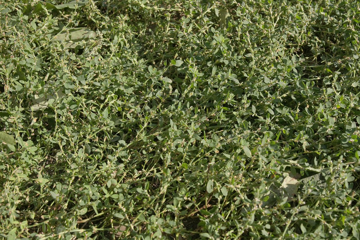 Сорняк спорыш