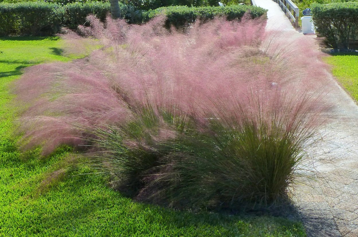 Мюленбергия капиллярис