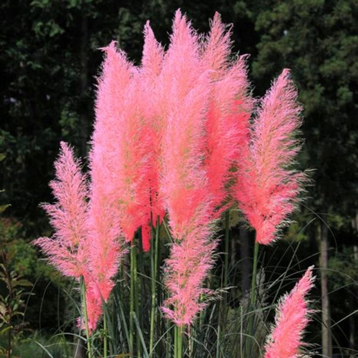 Пампасная трава Вайт Фезер