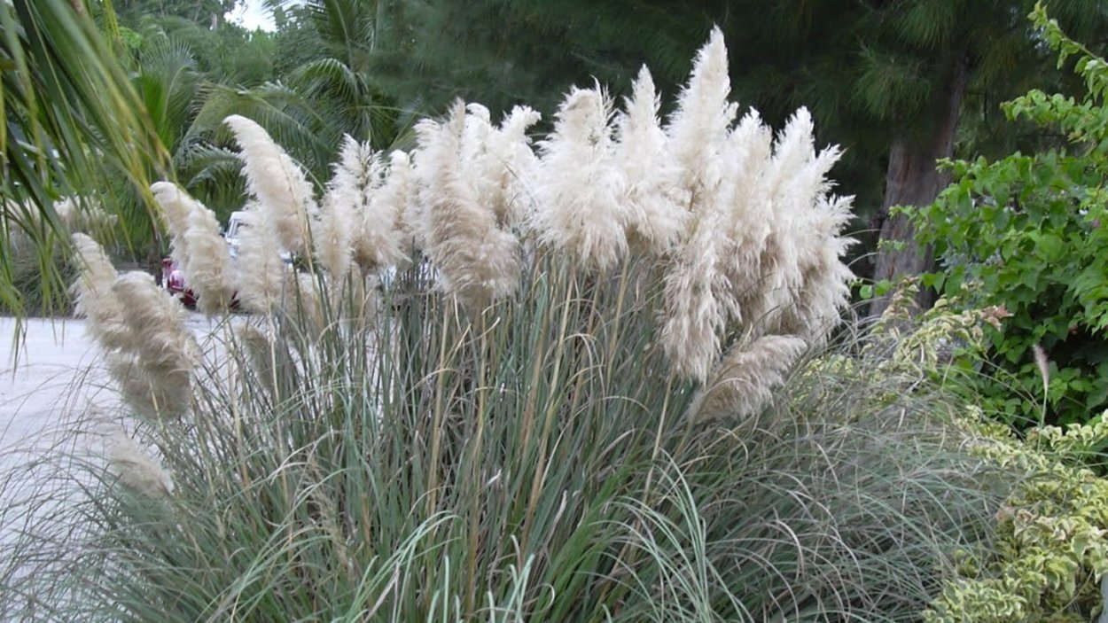 Пампасная трава Эстетика
