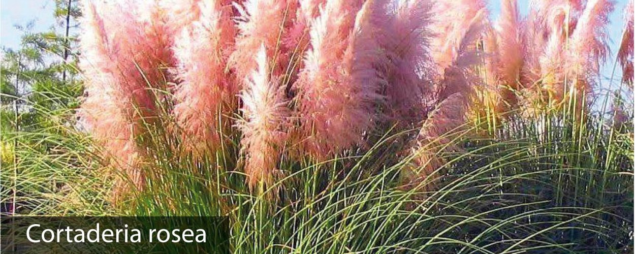 Кортадерия голубая