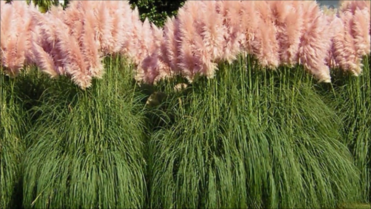 Пампасная трава Пинк Фезер