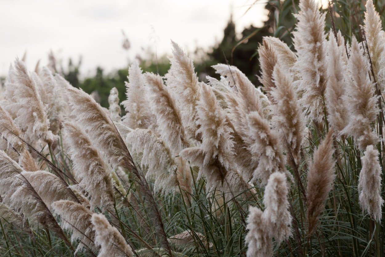 Пампасная трава поле
