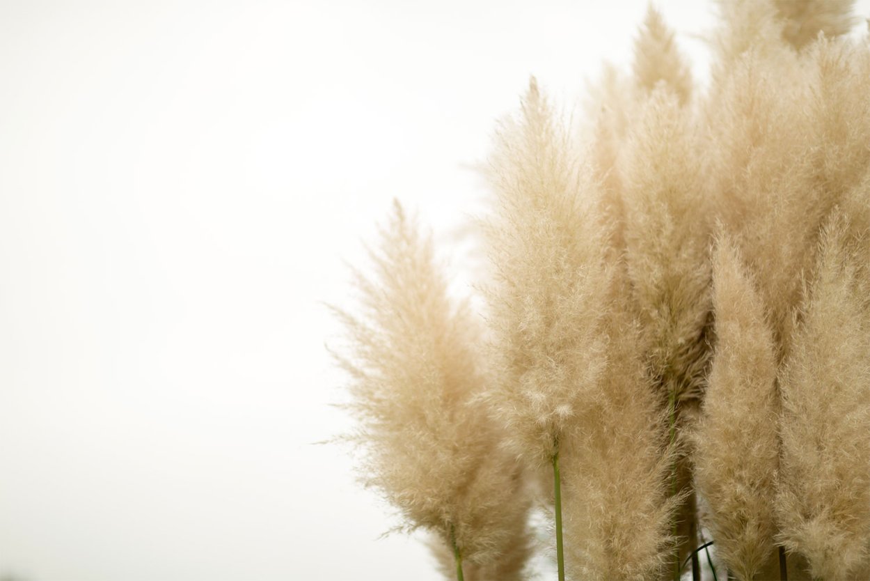 Пампасная трава на белом фоне
