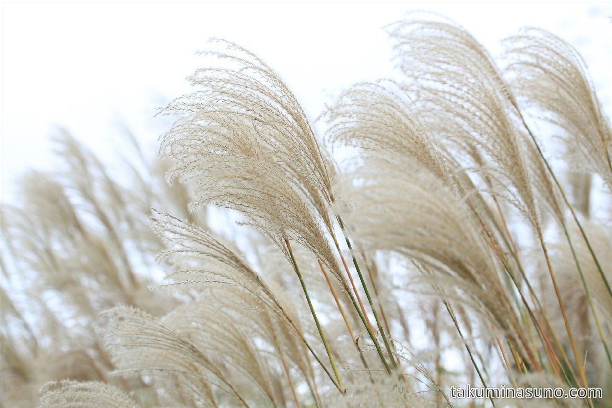 Пампасная трава Эстетика