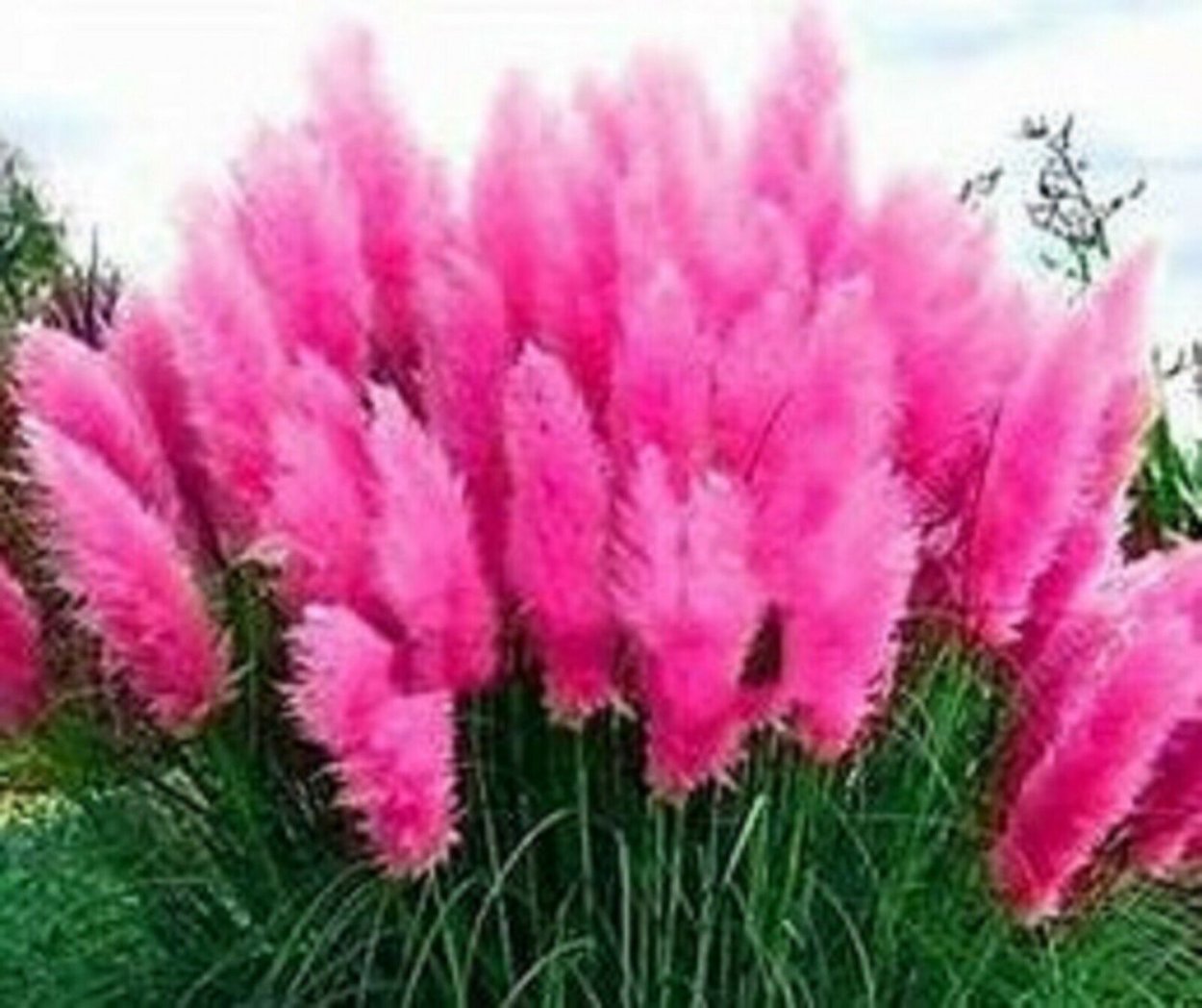 Кортадерия пампасная