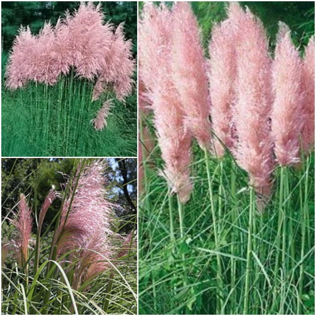 Кортадерия Пампас розовая