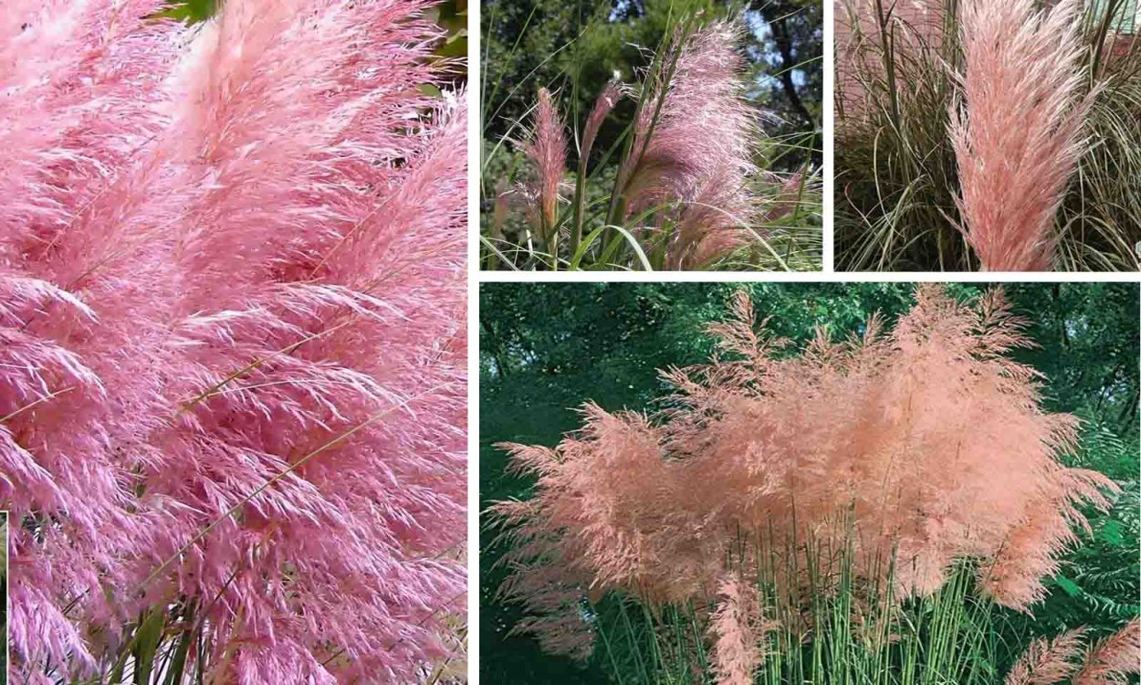 Кортадерия пампасная трава розовая