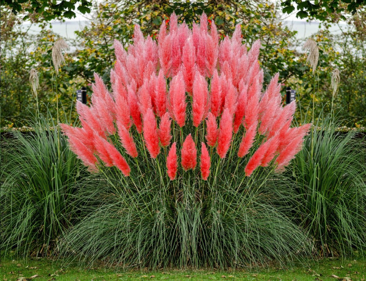 Кортадерия Splendid Star