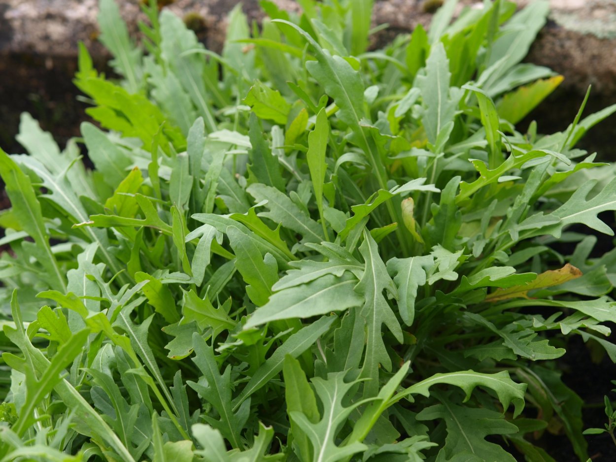 Руккола Грация