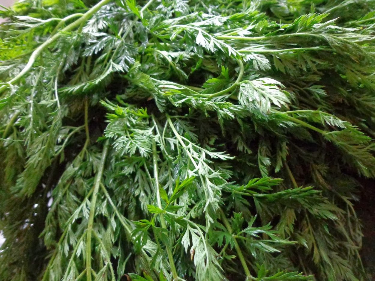 Телук зелень армянский