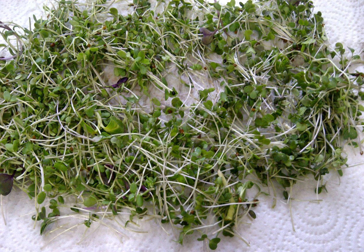 Парави порт трава