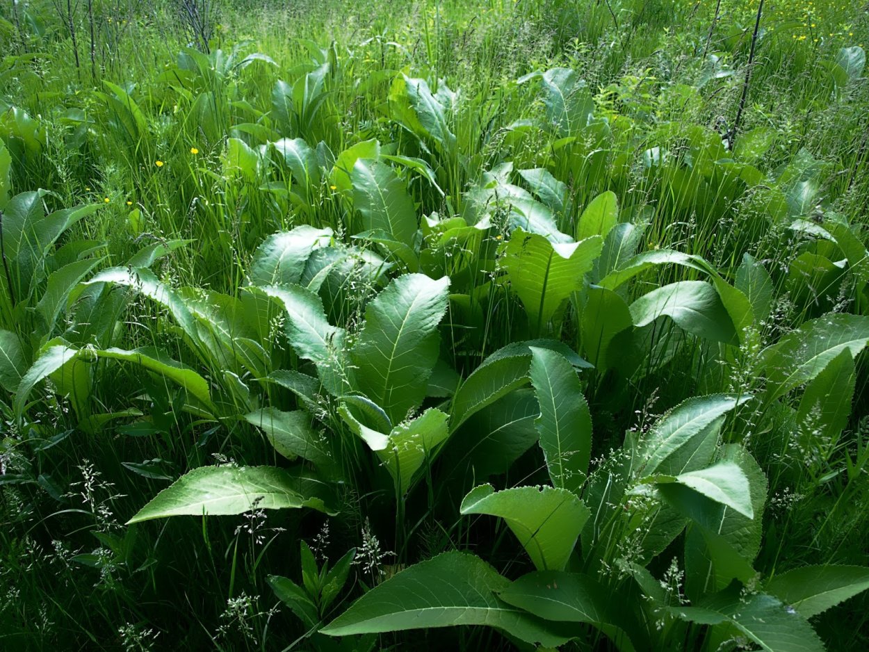 Папоротник орляк соленый