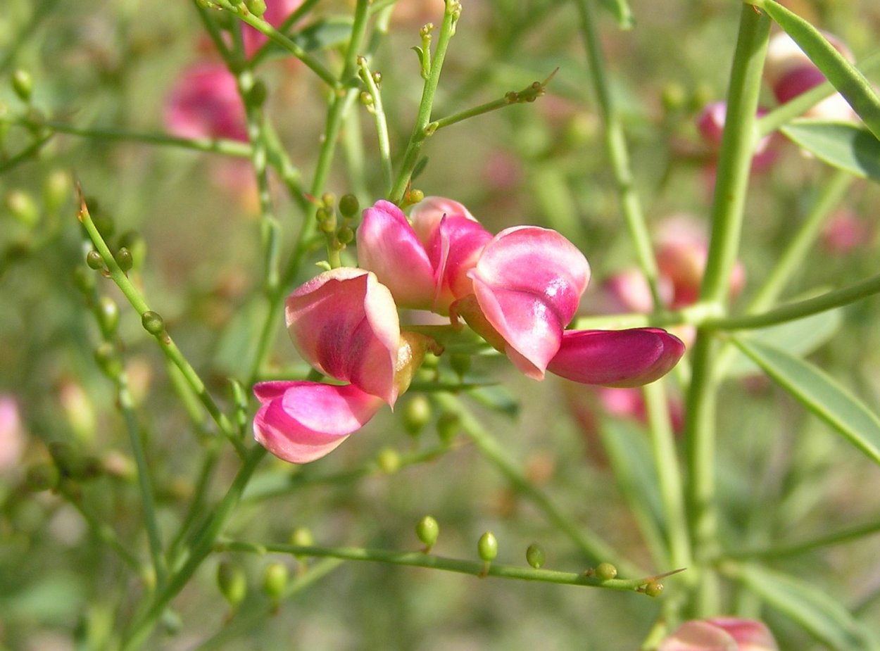 Верблюжья колючка обыкновенная