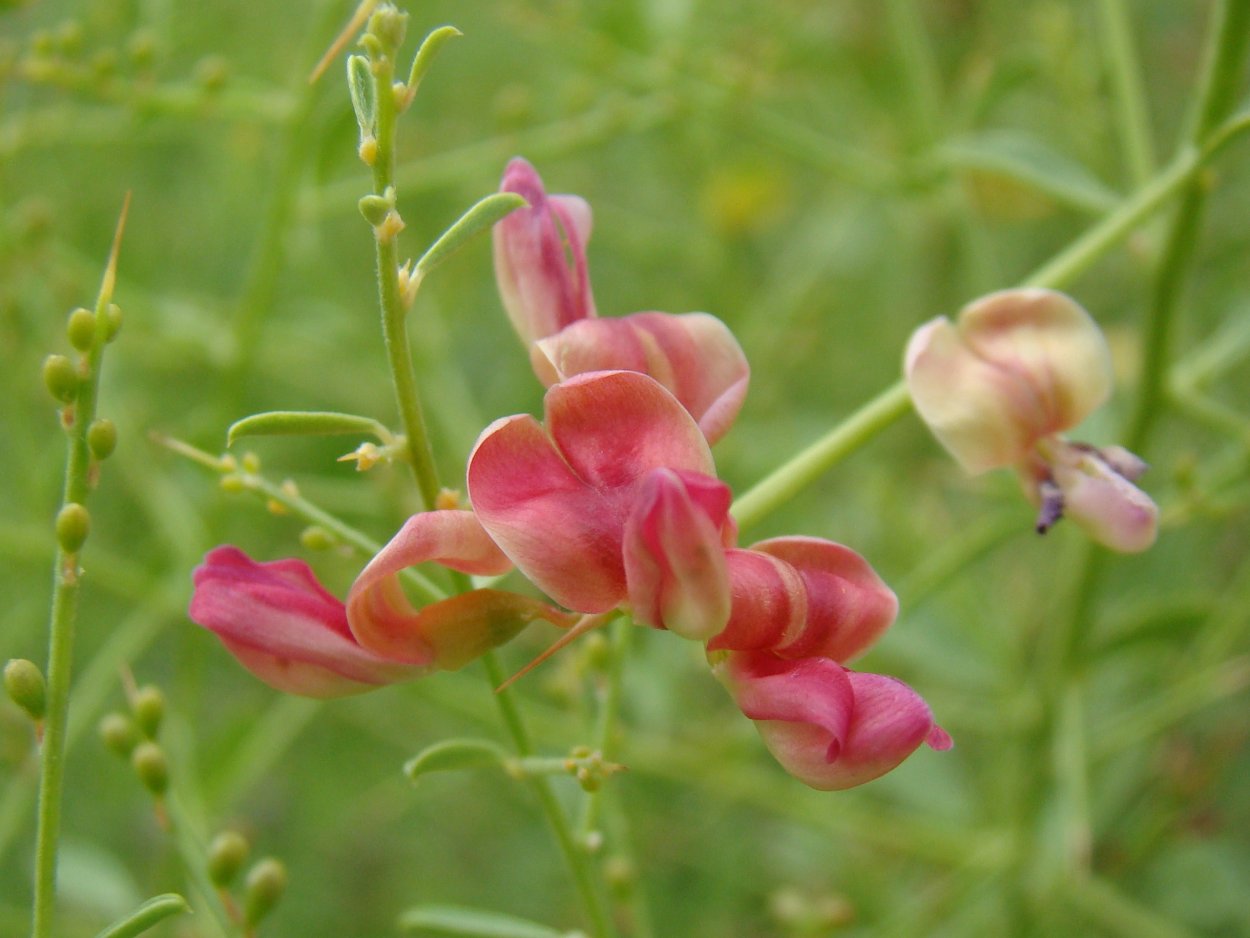 Природа в пастельных тонах