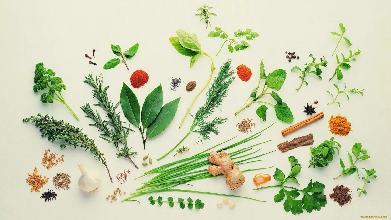 Тимьян ползучий (чабрец) ГФ