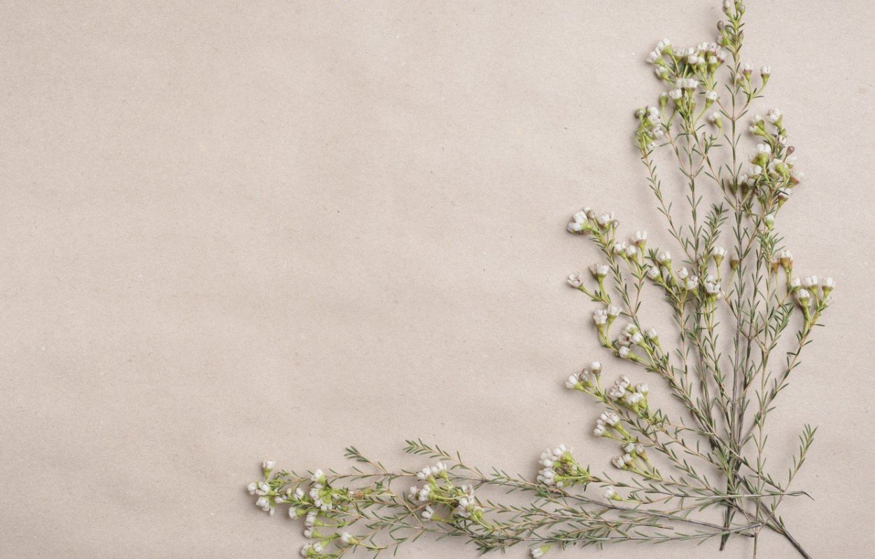 Цветы на однотонном фоне