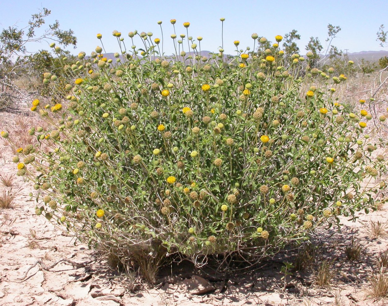 Корень Мандрагоры Гарри Поттер