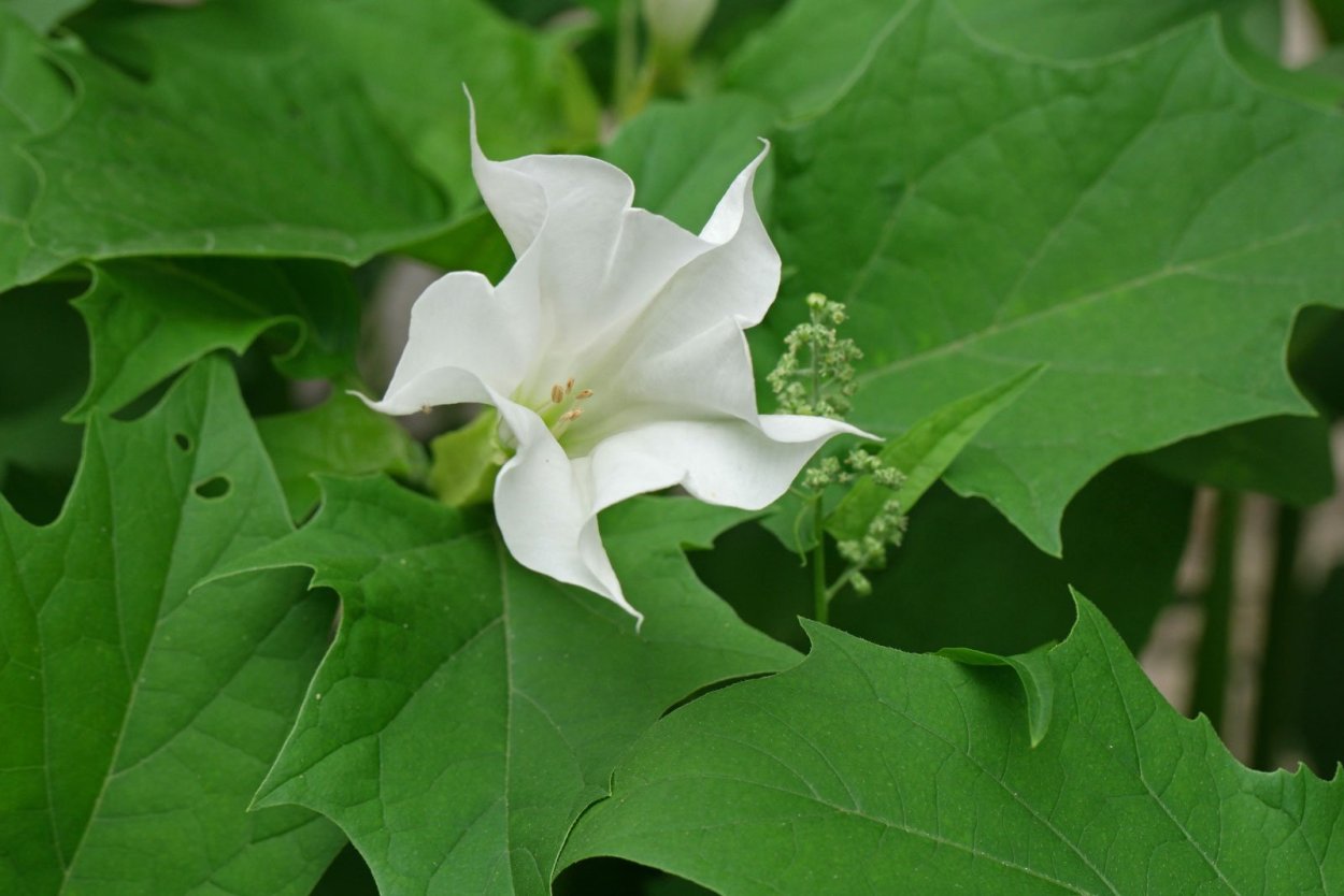 Дурман Датура Страмониум