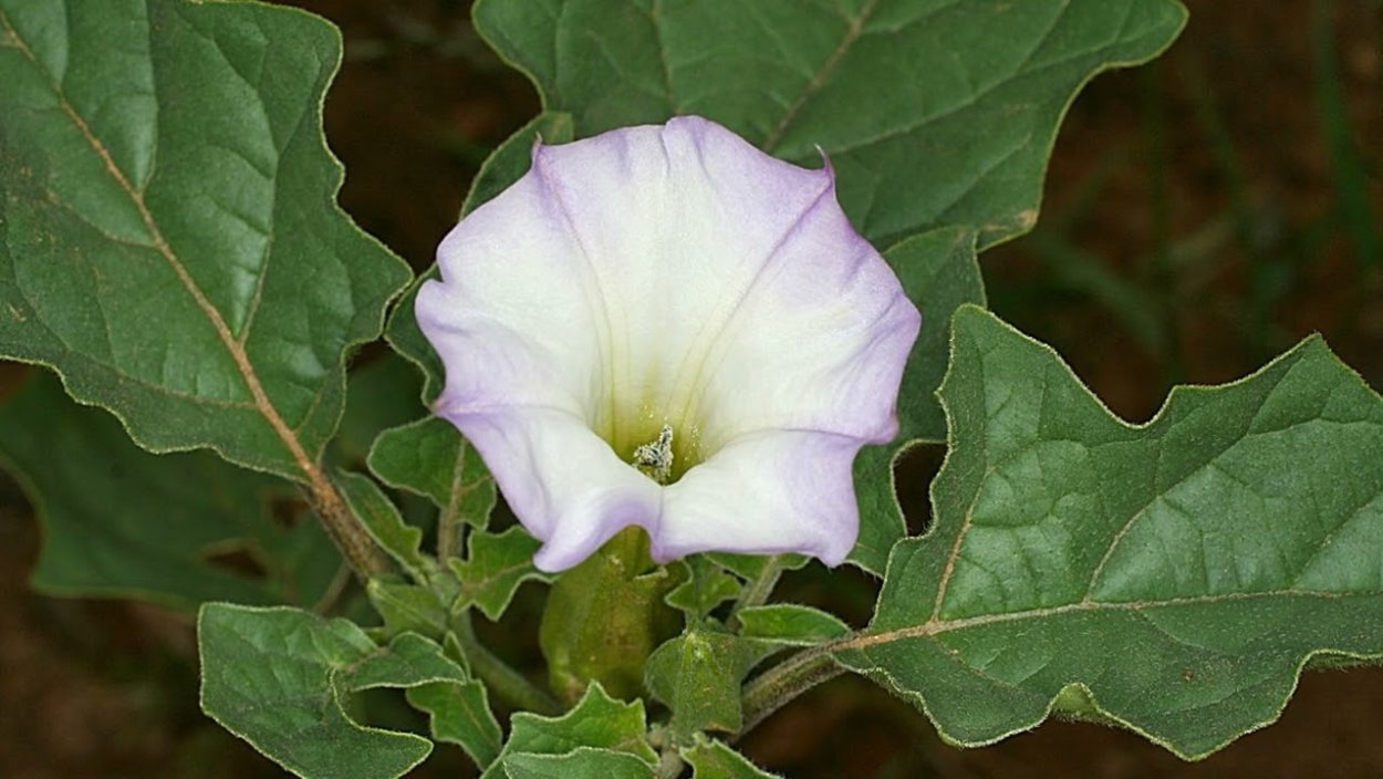 Дурман обыкновенный цветок