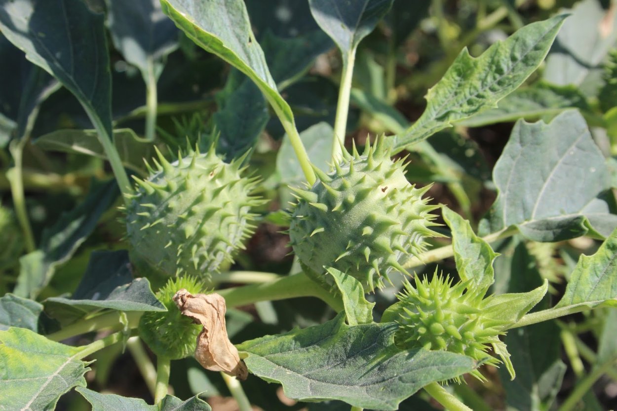 Трава дурман обыкновенный