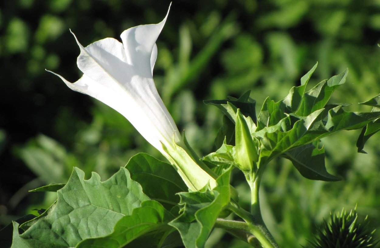 Дурман Датура Страмониум