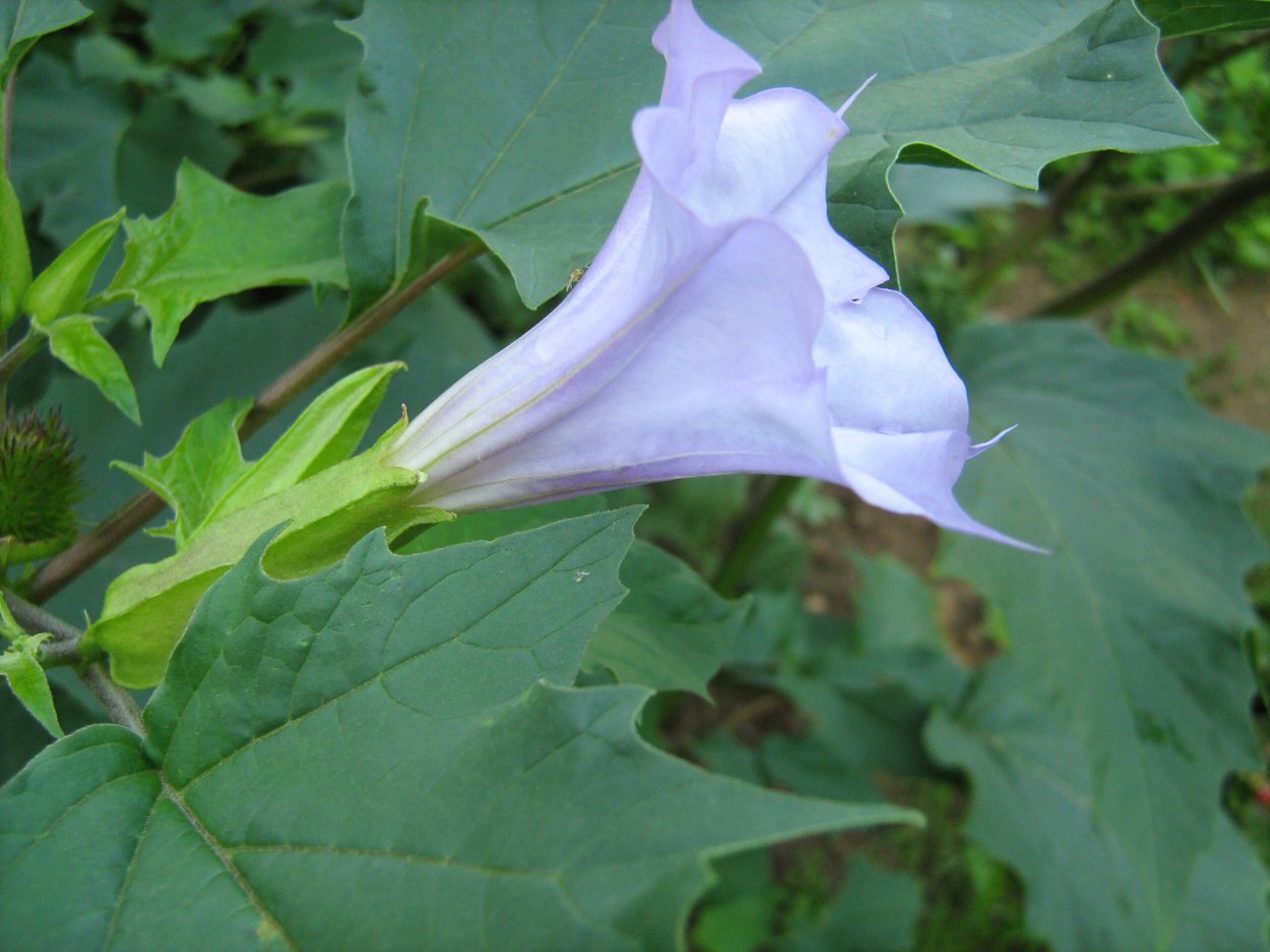 Датура Страмониум