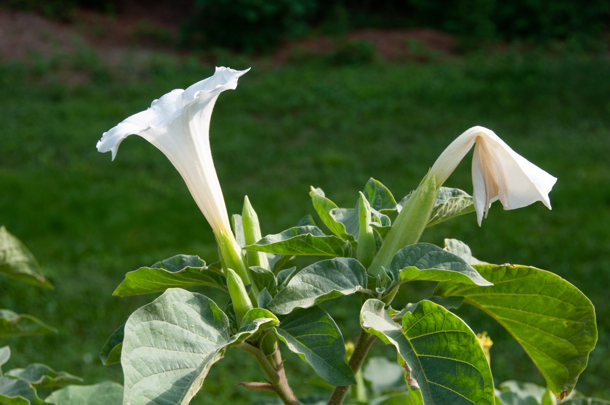 Датура метельчатая белая